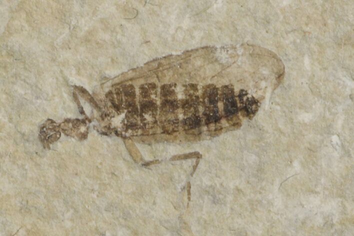 Fossil March Fly (Plecia) - Green River Formation #154492